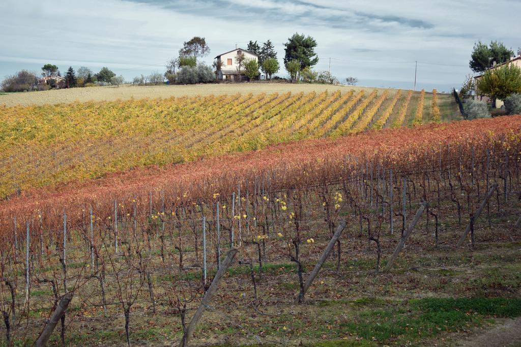 Agriturismo Al Rifugio Divino Belvedere Ostrense Buitenkant foto